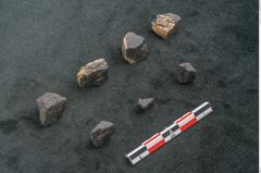 Foto (Seitenansicht) von Auracaria sp. (NHMW-GEO-2024-0188-11582)